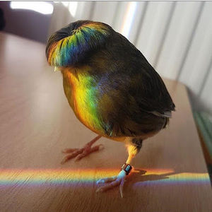 Meet your Posher, Dani